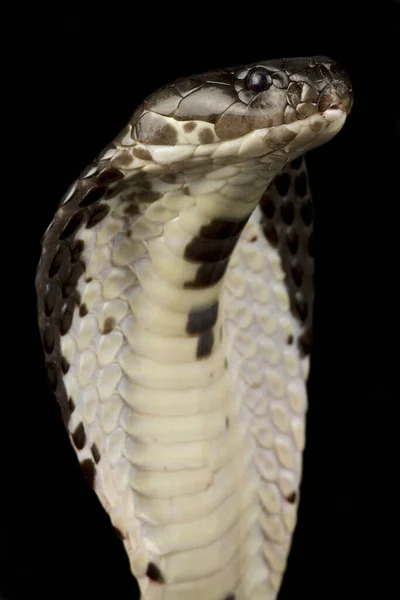 Indochinese Spitting Cobra Naja Siamensis — стоковое фото