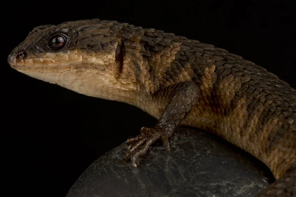 Sulawesi Stachelwasserskink Tropidophorus Bacconi — Stockfoto