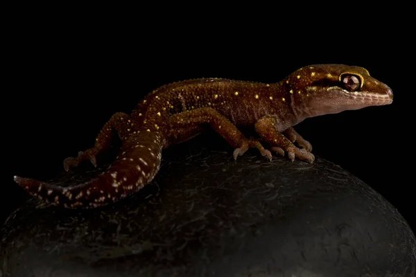 Gecko Sri Lanka Cyrtodactylus Triedrus — Photo