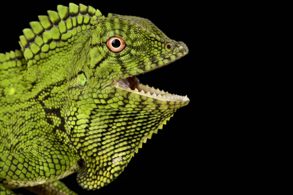 Abbotts Anglehead Lizard Gonocephalus Abbotti — Stock Photo, Image