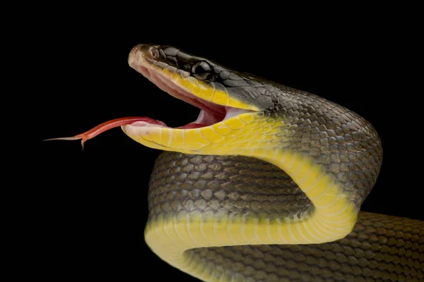 Attacking Snake / Great Lakes Viper / Atheris Nitschei Stock Image