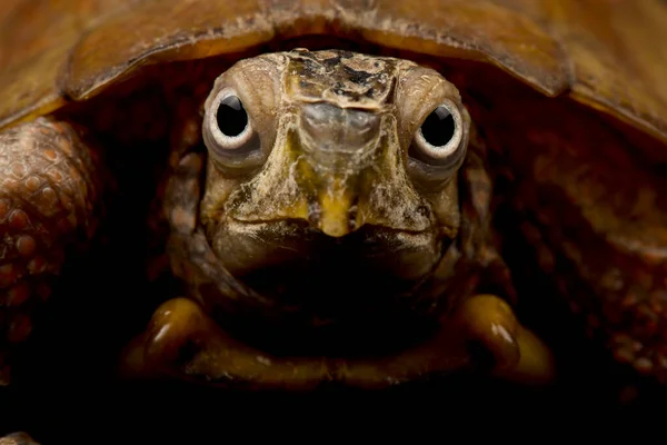 Black Breasted Leaf Turtle Geoemyda Spengleri — Stock Photo, Image