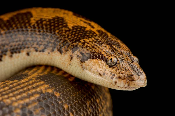 Rough Scaled Sandboa Gongylophis Conicus — Stock Photo, Image