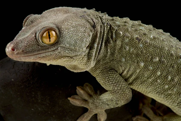 Gecko Tokeh Gekko Gecko — Fotografia de Stock