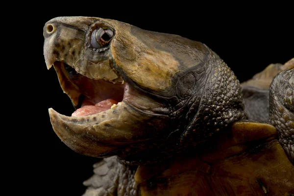 Большая Черепаха Platysternon Megacephalum — стоковое фото