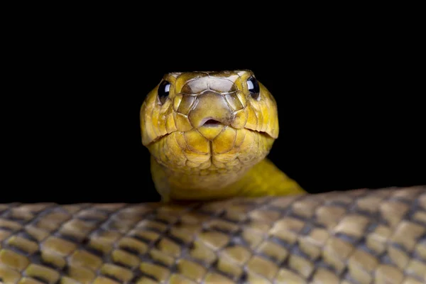 Suriname Puffing Snake Pseustes Sulphureus Dieperinkii — Stock Photo, Image