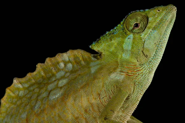 Kameleon Czubaty Trioceros Cristatus — Zdjęcie stockowe