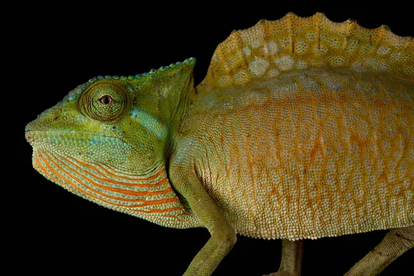 Kameleon Czubaty Trioceros Cristatus — Zdjęcie stockowe