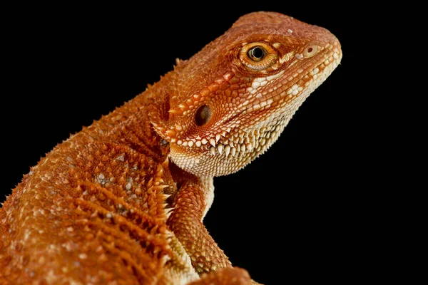 Red Bearded Dragon Pogona Vitticeps — Stock Photo, Image