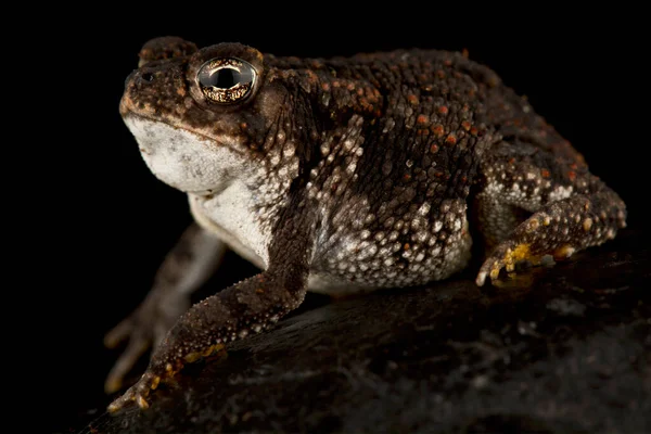 Ropucha Dubová Anaxyrus Quercicus — Stock fotografie