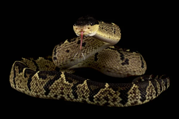 Prowincja Cape Adder Bitis Arietans — Zdjęcie stockowe