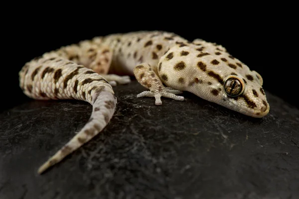 Gecko Cabo Pachydactylus Capensis — Fotografia de Stock