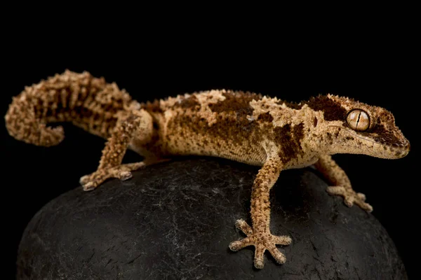 Rough Thick Toed Gecko Pachydactylus Rugosas — Stock Photo, Image
