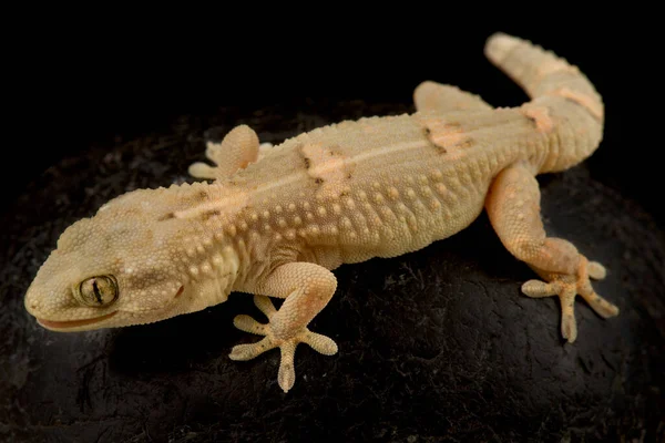 Gecko Sahelskie Tarentola Ephippiata — Zdjęcie stockowe