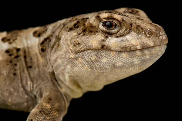 Ліс Gecko Cyrtodactylus Consobrinus — стокове фото