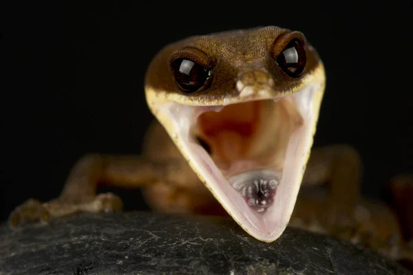 Gecko Gato Aeluroscalabotes Felinus — Fotografia de Stock