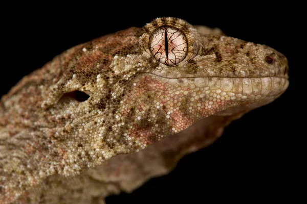 Gecko Bico Grosso Chondrodactylus Turneri — Fotografia de Stock