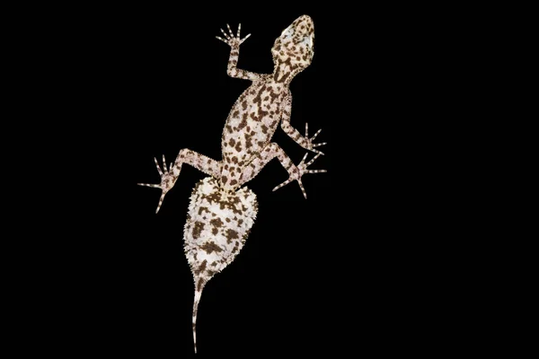Mount Elliot List Tailed Gecko Phyllurus Amnicola — Stock fotografie