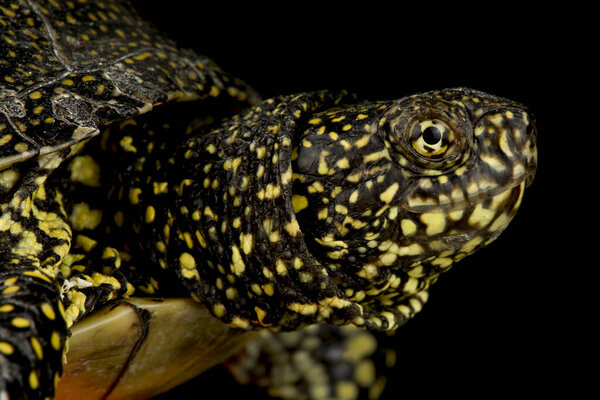 Грязная черепаха Окаванго (Pelusios bechuanicus)