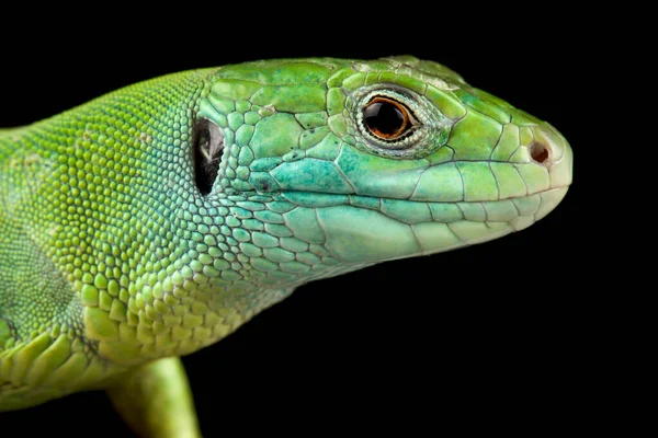 Πράσινη Σαύρα Των Βαλκανίων Lacerta Trilineata Dobrogica — Φωτογραφία Αρχείου