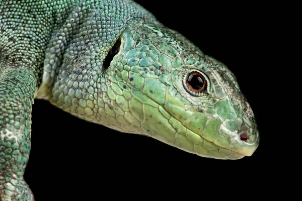 Balkan Green Lizard Lacerta Trilineata Dobrogica — Stock Photo, Image