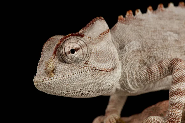 Kameleon Namaqua Chamaeleo Namaquensis — Zdjęcie stockowe