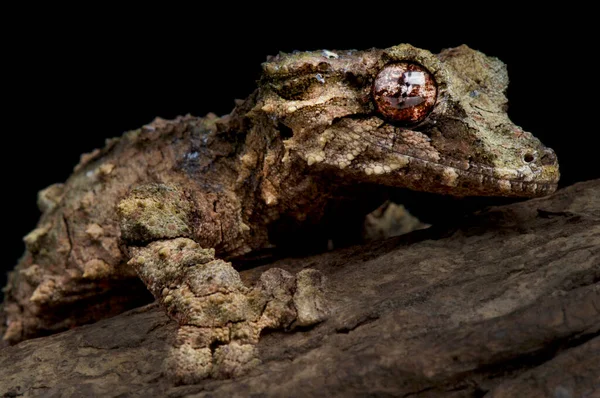 Gecko Cauda Folha Cortiça Uroplatus Pietschmani — Fotografia de Stock