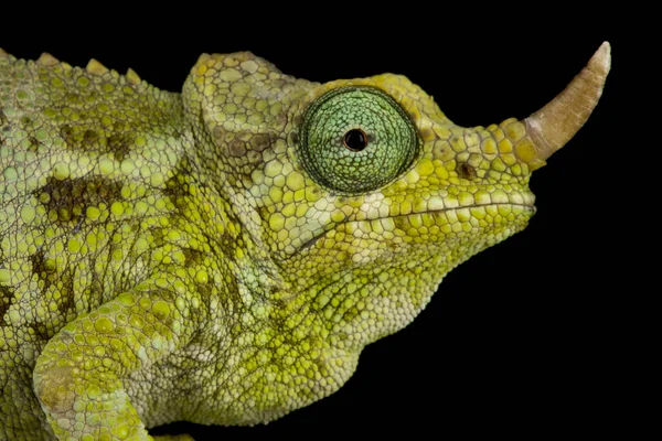 Chameleon Trpaslíka Jacksona Trioceros Jacksonii Merumontanus — Stock fotografie