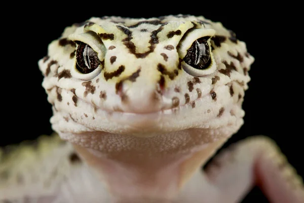 Gecko Cauda Gorda Iraniano Eublepharis Angramainyu — Fotografia de Stock