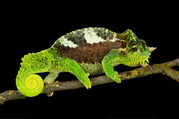 Southern Four Horned Chameleon Trioceros Quadricornis Quadricornis — Stock Photo, Image