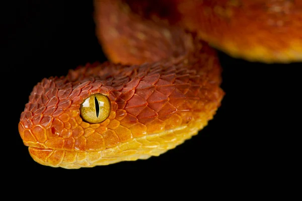 Переменная Гадюка Atheris Squamigera — стоковое фото