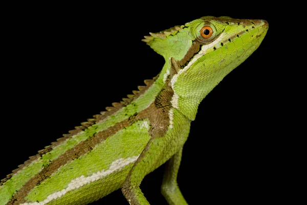 Serrated Casqueheaded Iguana Laemanctus Serratus Serratus — Stock Photo, Image