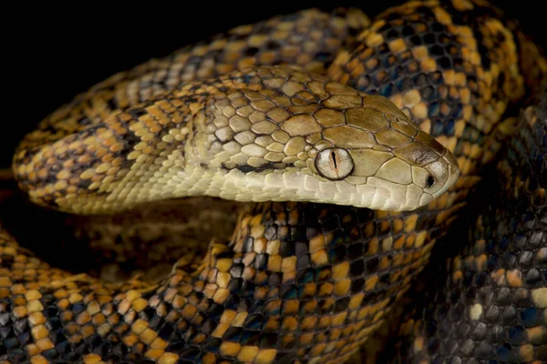 Boa Jamaicana Chilabothrus Subflavus — Fotografia de Stock