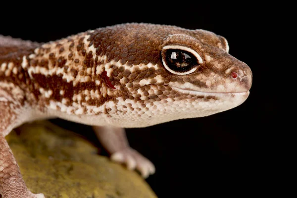 Gecko Afrykański Hemitheconyx Caudicinctus — Zdjęcie stockowe