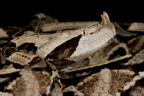 West African Gaboon Viper Bitis Rhinoceros — Stock Photo, Image