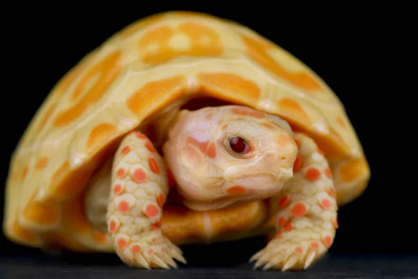 Albino Roodvoetschildpad Chelonoidis Carbonarius — Stockfoto