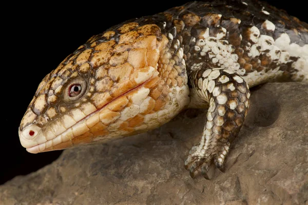 Shingleback Skink Tiiqua Rugosa Rugosa Goldfield — Stock Photo, Image