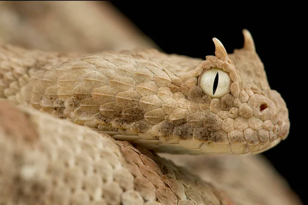 Aziatische Zandadder Eristicophis Macmahoni — Stockfoto