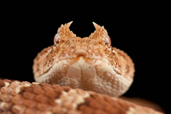 Gehoornde Adder Bitis Caudalis — Stockfoto