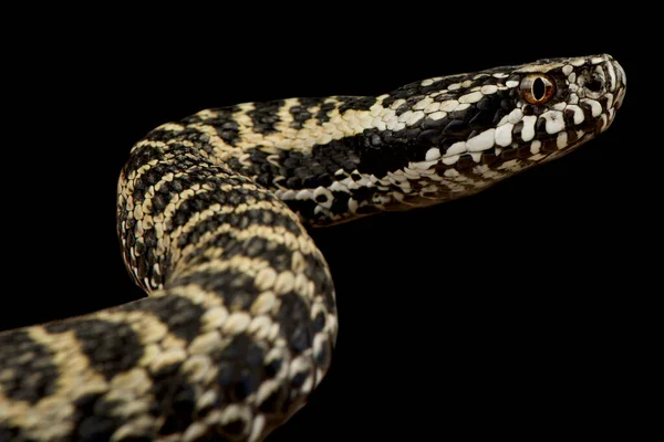 丁尼克毒蛇 Vipera Dinniki — 图库照片