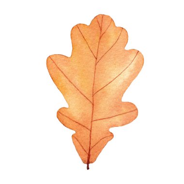 Sonbahar meşe yaprağı suluboya. El çizimi resimleme beyaz arkaplanda izole edildi.