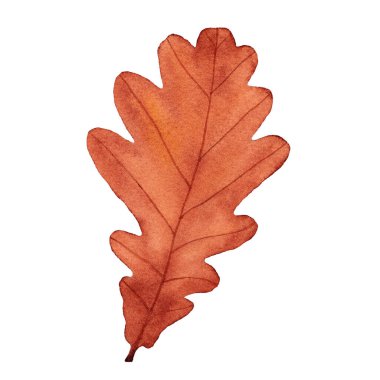 Sonbahar meşe yaprağı suluboya. El çizimi resimleme beyaz arkaplanda izole edildi.