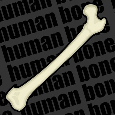 İnsan iskeletinin bir parçasının görüntüsü. Anatomik görüntü. İnsan kemiği. Vektör illüstrasyonu.