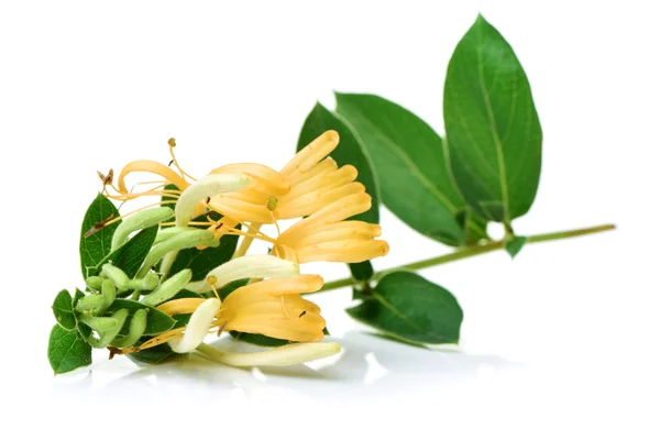 Flor amarilla aislada en blanco — Foto de Stock