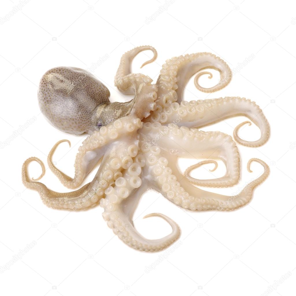 fresh raw Octopus