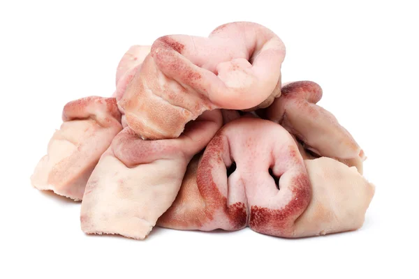 Porcos Snouts no fundo branco — Fotografia de Stock