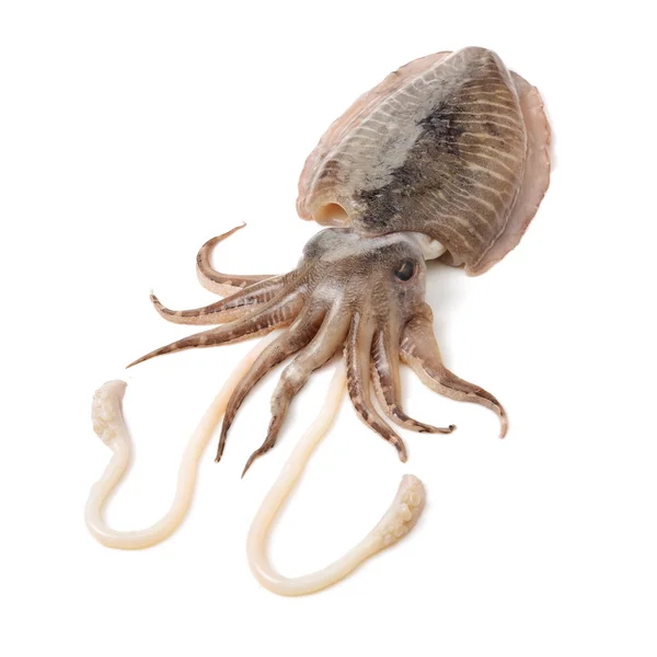Cuttlefish cru no fundo branco — Fotografia de Stock