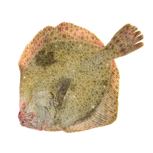 Psetta maxima (poisson turbot) sur — Photo