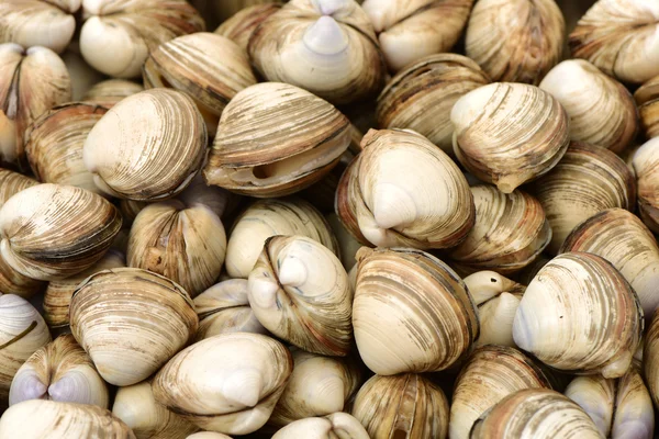 Pila de conchas de mar de vieira — Foto de Stock