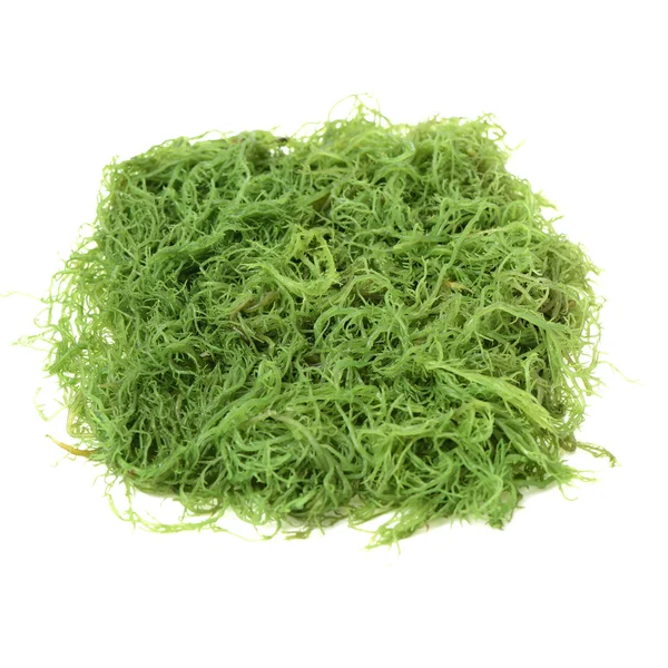 Свежие зеленые водоросли — стоковое фото